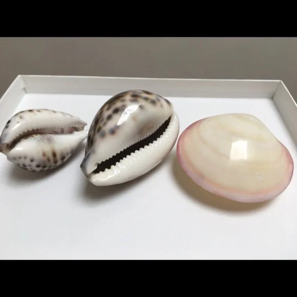 Set of 3 Sea Shells for Home/Office Decorations | Bohemian - Picture 3 of 5